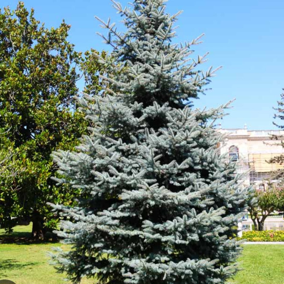 Colorado Blue Spruce