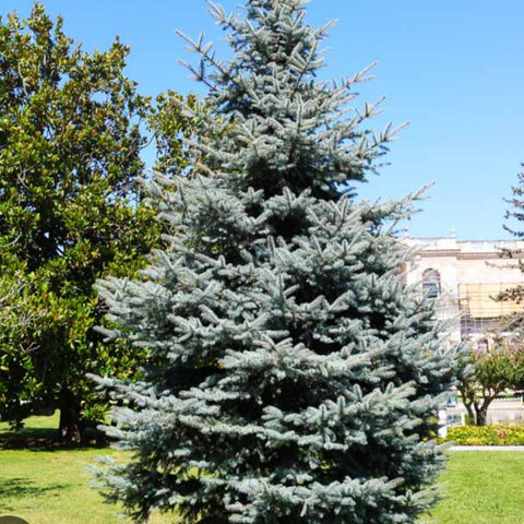 Colorado Blue Spruce