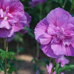 Hibiscus 'Dark Lavender Chiffon'