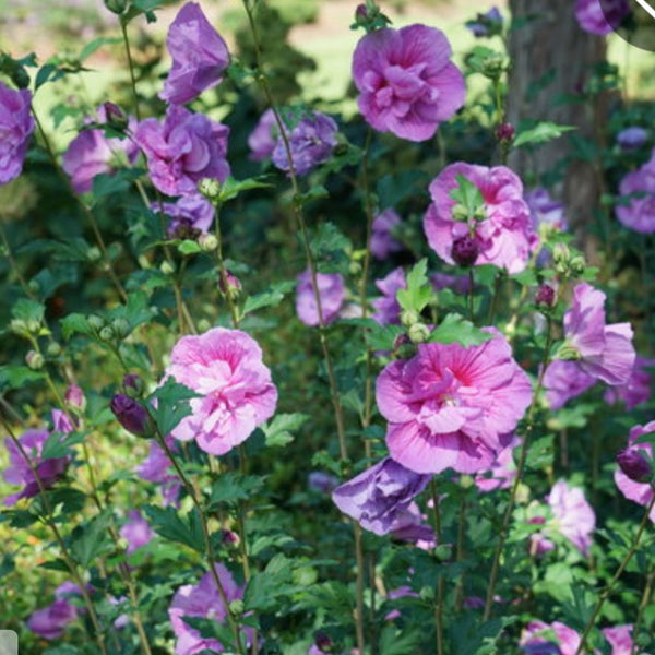 Hibiscus 'Dark Lavender Chiffon'