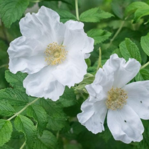 Rose Rugosa 'Alba'