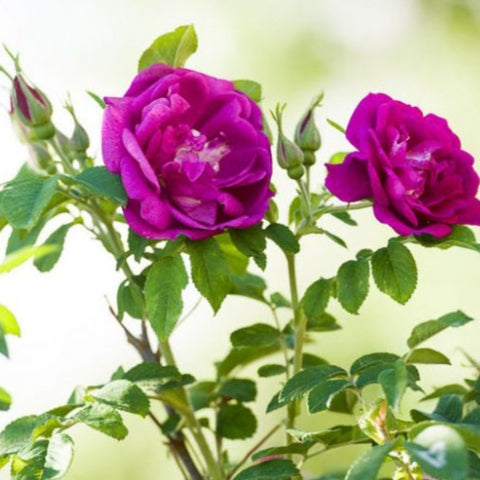 Rose Rugosa