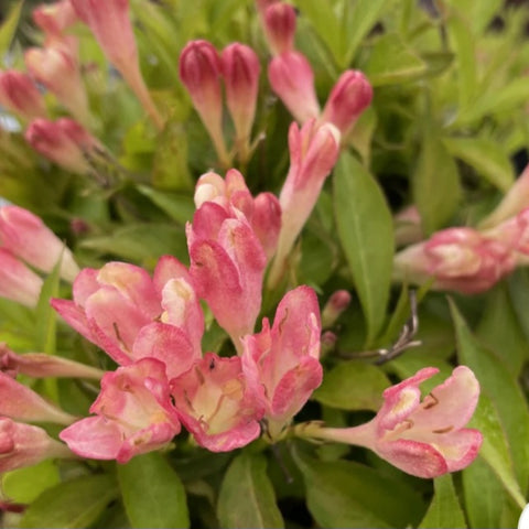 Weigela 'Peach Kisses'