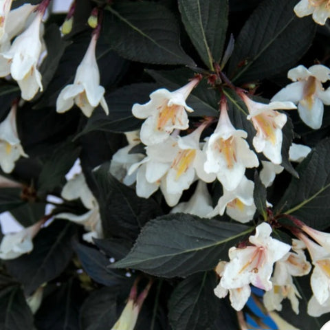 Weigela 'Tuxedo'