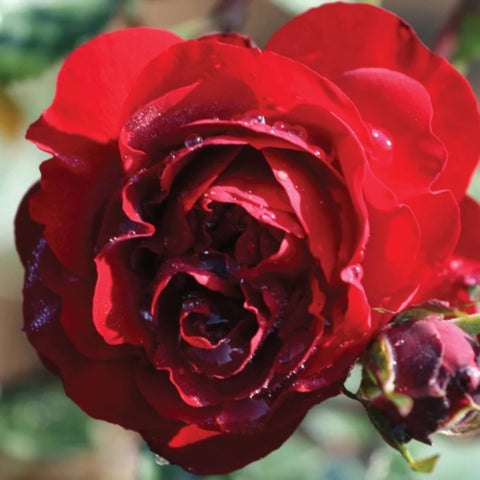 Rose 'AC Navy Lady'