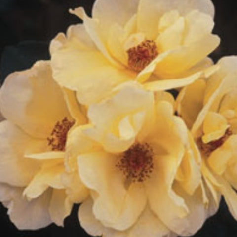 Rose 'Climbing Carefree Sunshine'