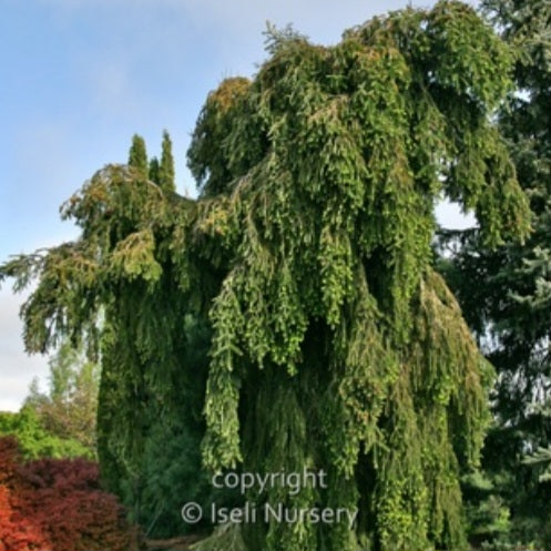 Silver Fir 'Green Spiral'