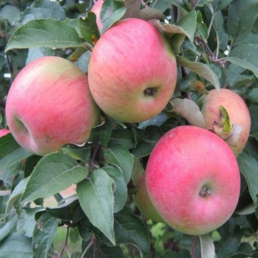 Apple Tree 'Fireside'