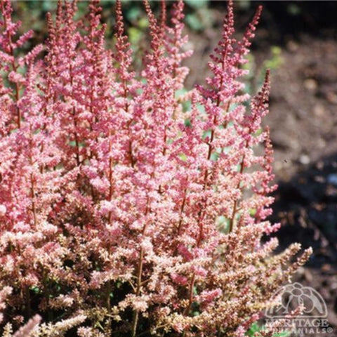 Astilbe 'Veronica Klose'