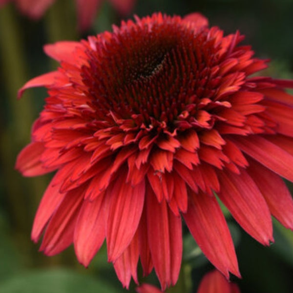 Coneflower Double Scoop 'Raspeberry Deluxe'