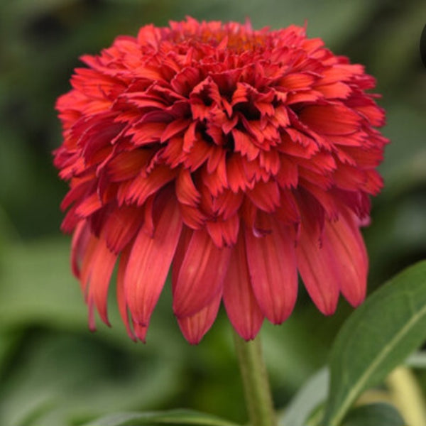 Coneflower Double Scoop 'Raspeberry Deluxe'