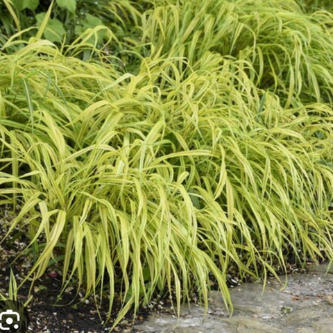 Hakone Grass 'Lemon Zest'