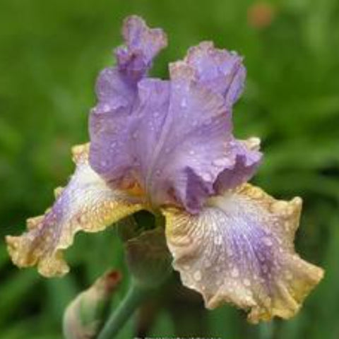 Iris 'Dancing on Air'