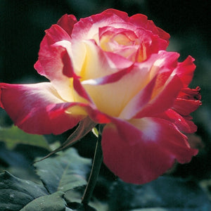 Rose 'Double Delight'