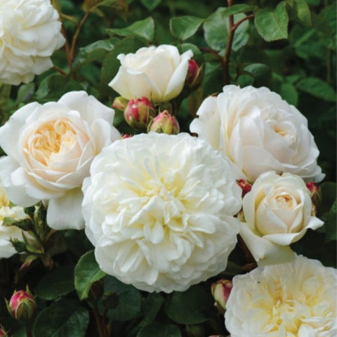 Rose 'Tranquillity'