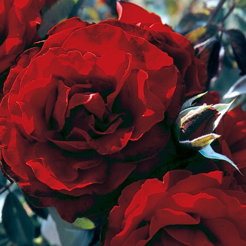 Rose 'Crimson Cascade'