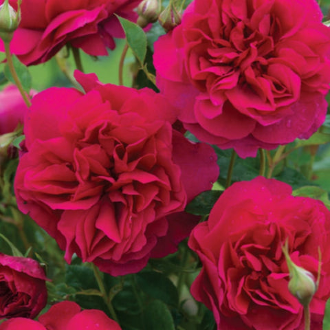 David Austin Rose 'Thomas A Becket'