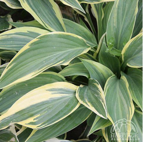 Hosta 'Lakeside Dragonfly'