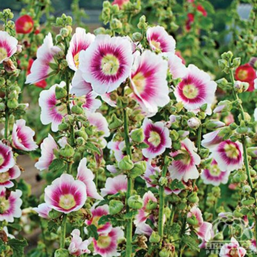 Hollyhock 'Halo Blush'