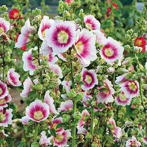 Hollyhock 'Halo Blush'