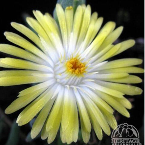 Ice Plant 'Jewel of Desert Peridot'
