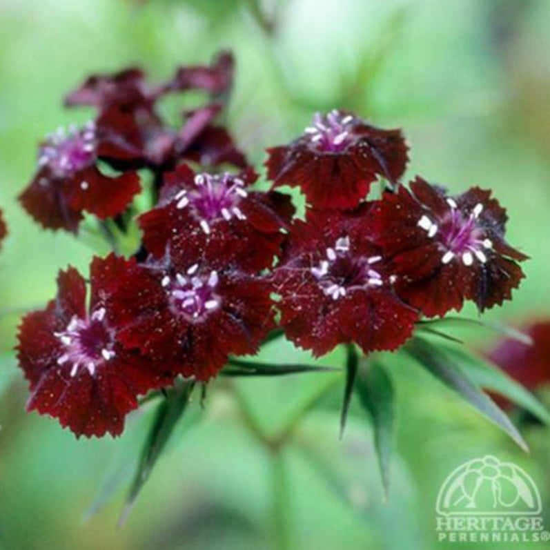 Dianthus 'Sooty'