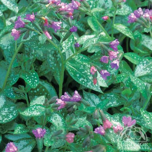 Lungwort 'Dark Vader'
