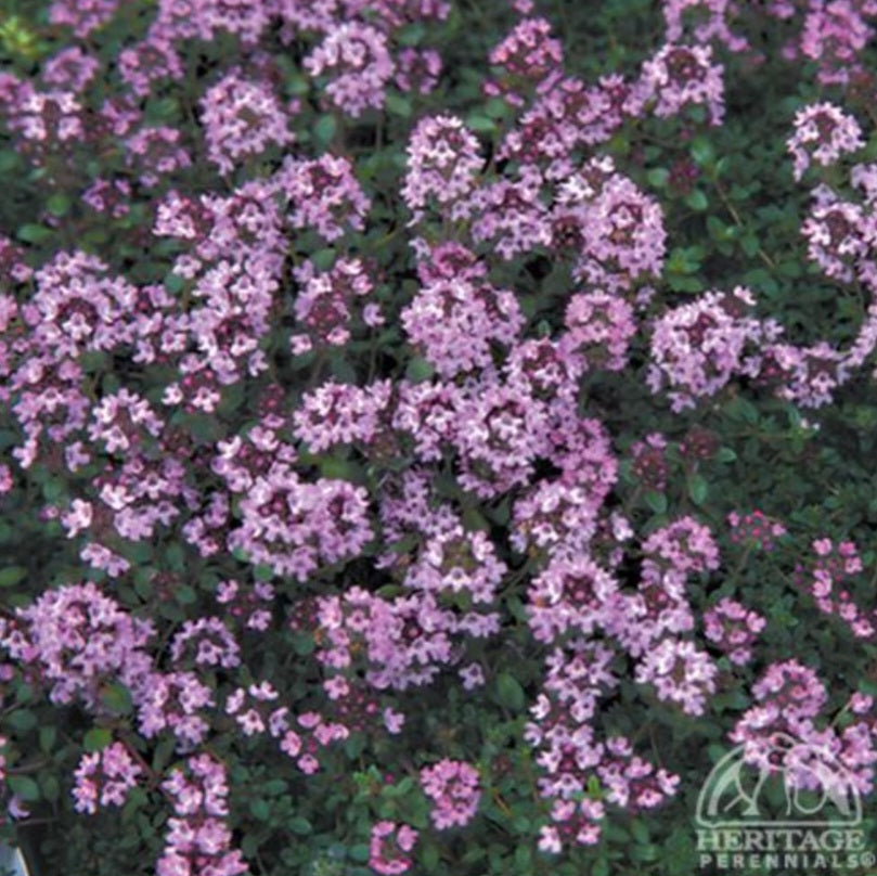 Creeping Thyme 'Nutmeg'