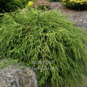 Threadbranch Cypress 'Filifera'