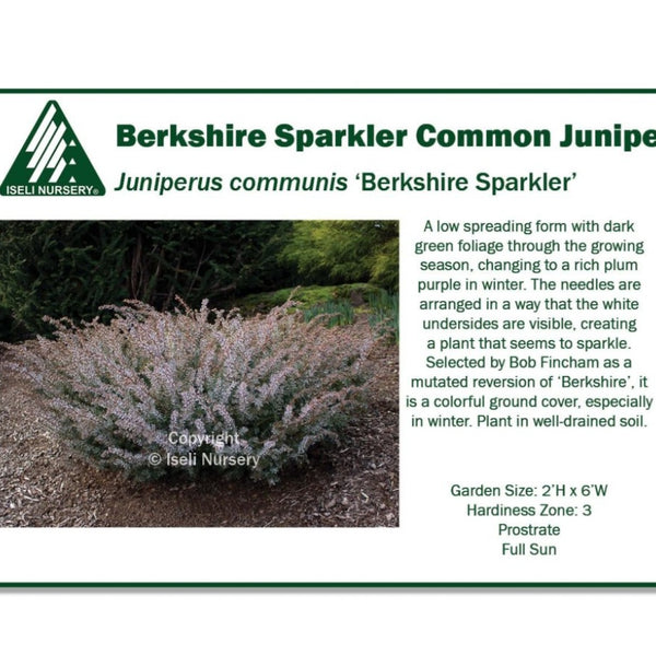 Juniper 'Berkshire Sparkler'