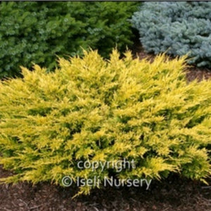 Juniper 'Limeglow'
