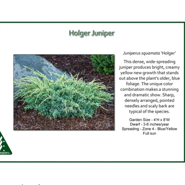 Juniper 'Holger'