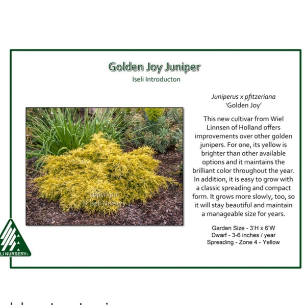 Juniper 'Golden Joy'
