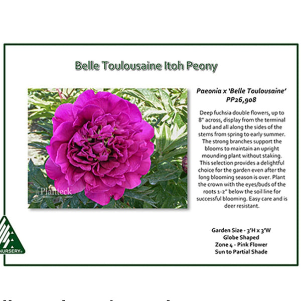 Peony Itoh 'Belle Toulousaine'