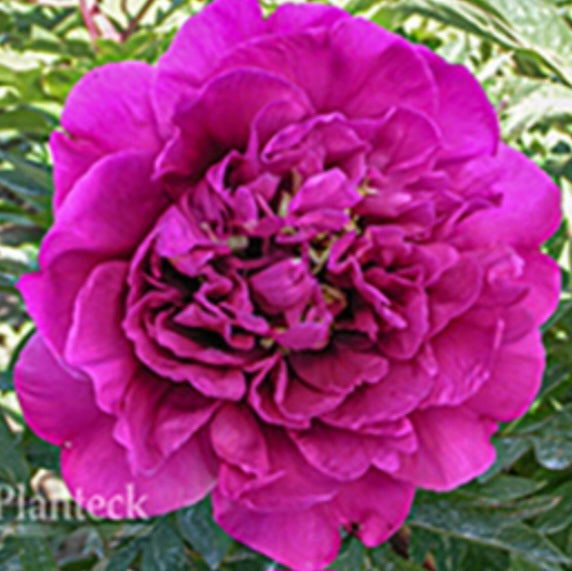 Peony Itoh 'Belle Toulousaine'