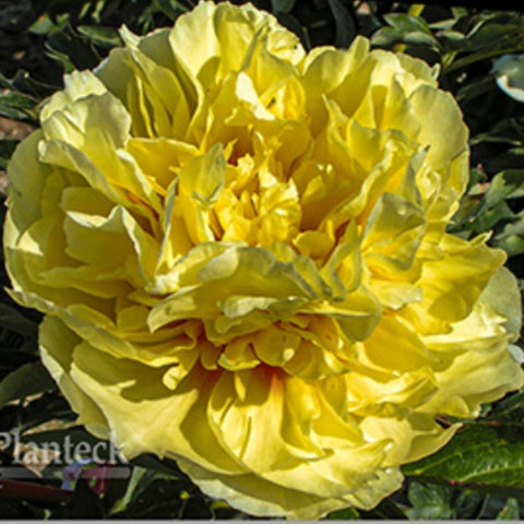 Peony 'Duchesse de Lorraine'