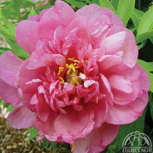 Peony Itoh 'Pink Double Dandy'
