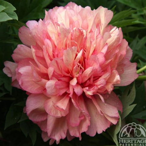 Peony 'Hillary'