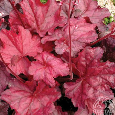 Heuchera 'Fire Chief'