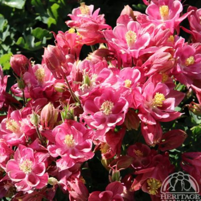 Columbine 'Winky Rose and Rose'