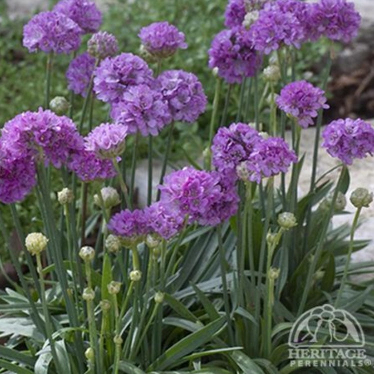Armeria 'Ballerina Lilac'