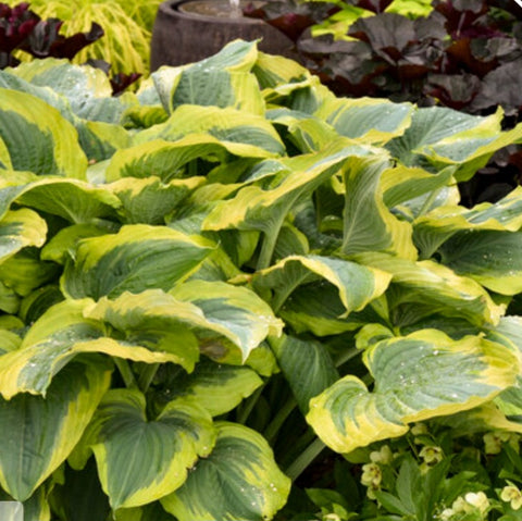 Hosta 'Seducer'