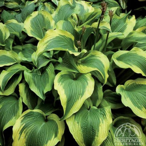 Hosta 'Atlantis'