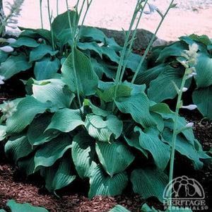 Hosta 'Blue Angel'