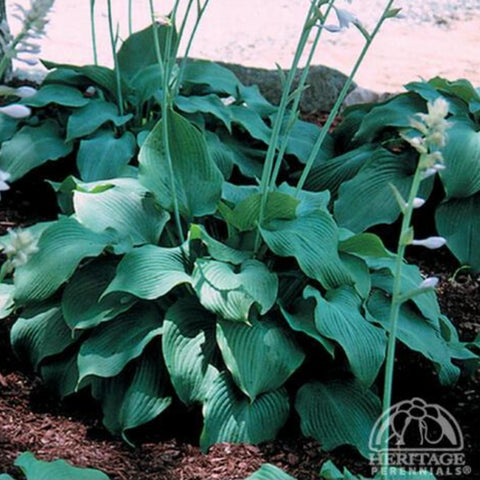 Hosta 'Blue Angel'
