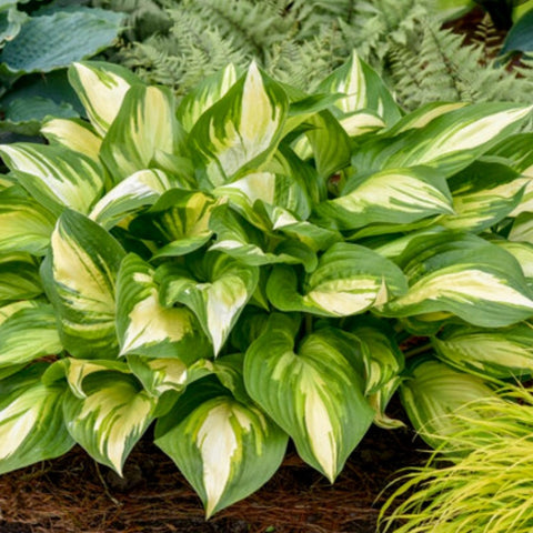 Hosta 'Miss America' PW