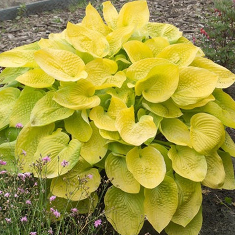 Hosta 'Glad Tidings'