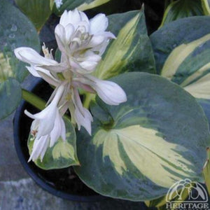 Hosta 'Dream Queen'