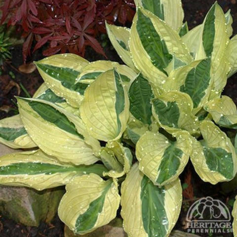 Hosta 'Polka Dot Bikini'