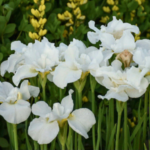 Iris 'Swans In Flight'